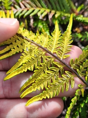 Pityrogramma austroamericana