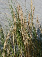Thinopyrum distichum
