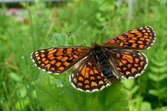 Melitaea athalia
