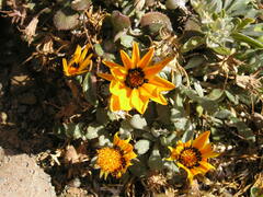 Gazania heterochaeta