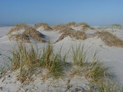 Thinopyrum distichum
