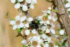 Amenia chrysame