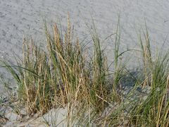 Thinopyrum distichum