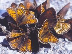Melitaea athalia