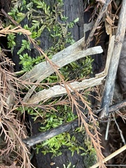 Entodon cladorrhizans