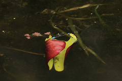 Pseudagrion microcephalum