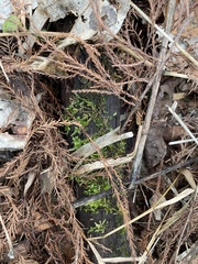 Entodon cladorrhizans