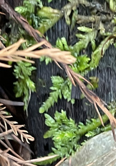 Entodon cladorrhizans