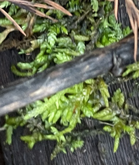 Entodon cladorrhizans