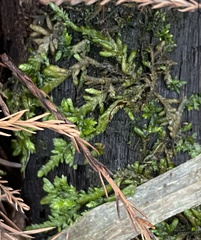 Entodon cladorrhizans