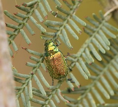 Diphucephala