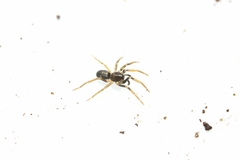 Phrurolithus