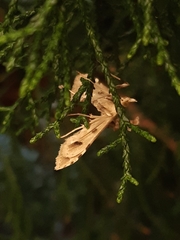 Leucinodes cordalis