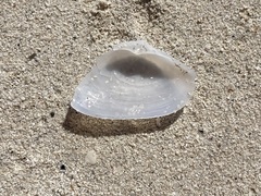 Tellinidae
