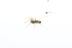 Phrurolithus