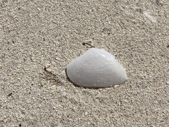 Tellinidae