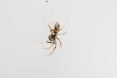 Phrurolithus