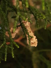 Leucinodes cordalis