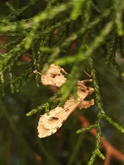 Leucinodes cordalis