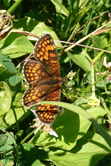 Melitaea athalia