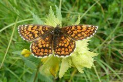Melitaea athalia