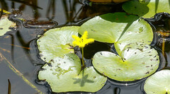 Nymphoides thunbergiana