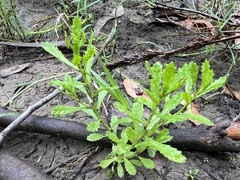 Centipeda cunninghamii