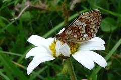 Melitaea athalia