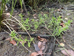 Centipeda cunninghamii