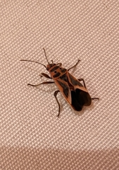 Graptostethus servus