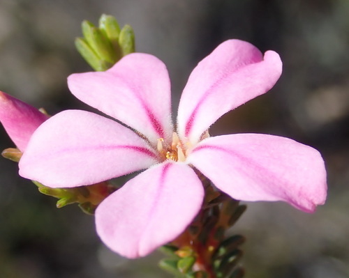 Image of Kleinkaroo Porcelainflower by (c) Nicola van Berkel, some rights reserved (CC BY-SA)