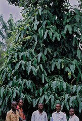 Garcinia xanthochymus