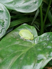 Zhangixalus taipeianus