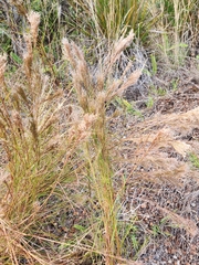 Schizachyrium condensatum