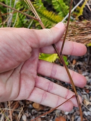 Schizachyrium condensatum