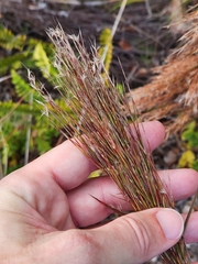 Schizachyrium condensatum