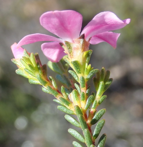 Image of Acmadenia sheilae by (c) Nicola van Berkel, some rights reserved (CC BY-SA)
