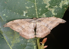 Hyposidra infixaria