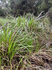 Carex fascicularis