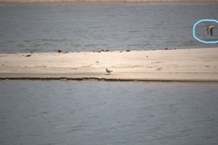 Limosa limosa