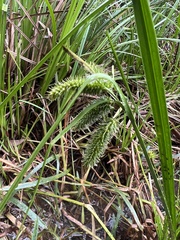 Carex fascicularis