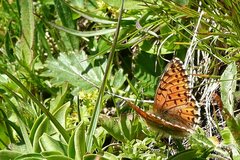 Boloria napaea