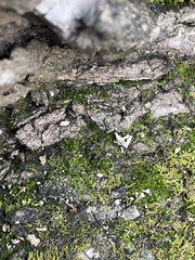 Anacamptodon splachnoides