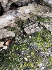 Anacamptodon splachnoides