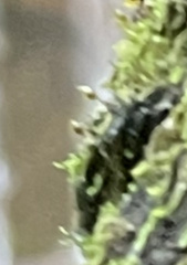 Anacamptodon splachnoides