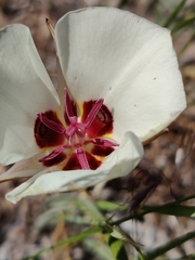 Calochortus bruneaunis