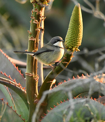 Apalis thoracica