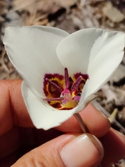 Calochortus bruneaunis