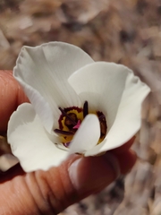 Calochortus bruneaunis