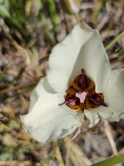 Calochortus bruneaunis